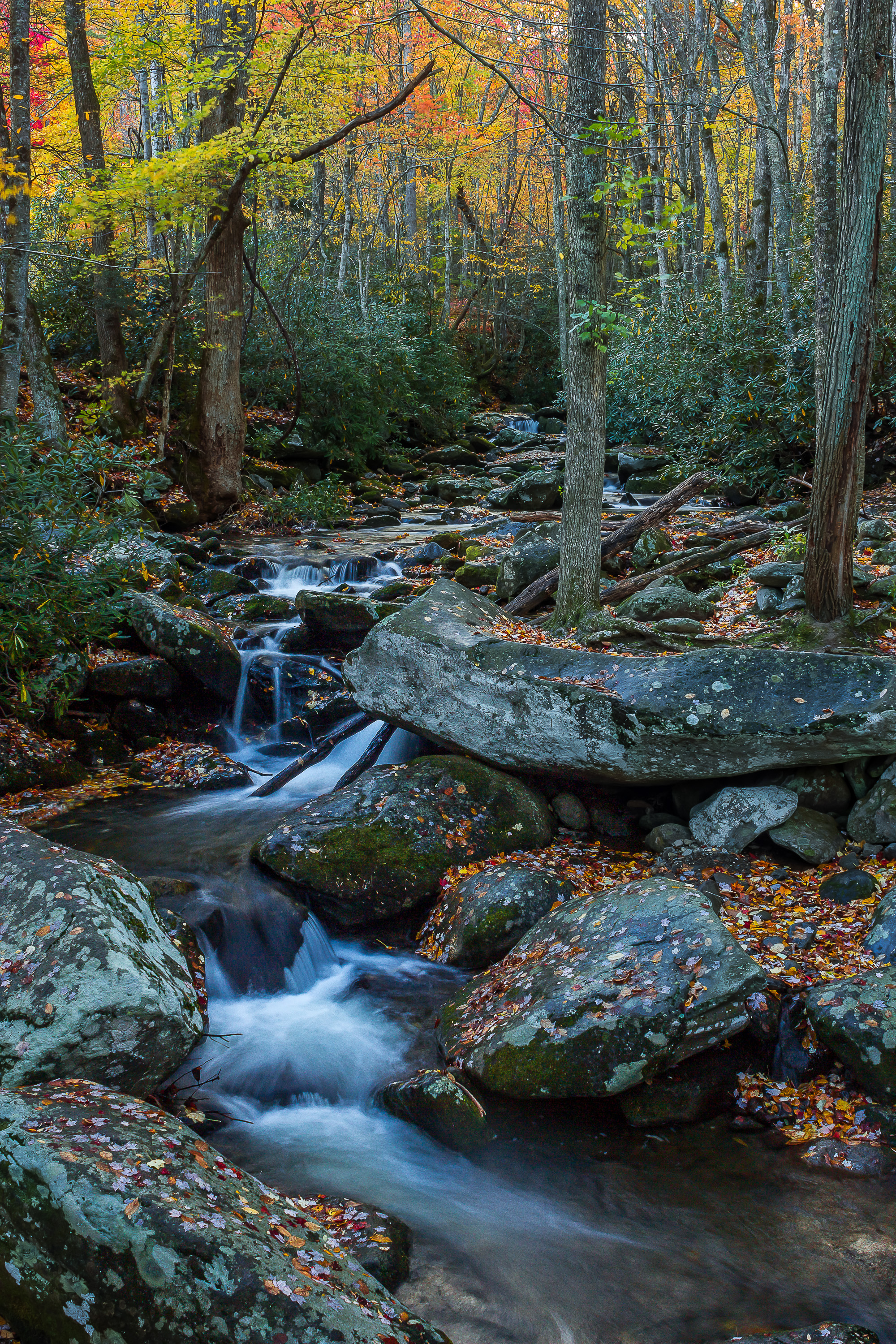 Roaring Fork stream and nature trail