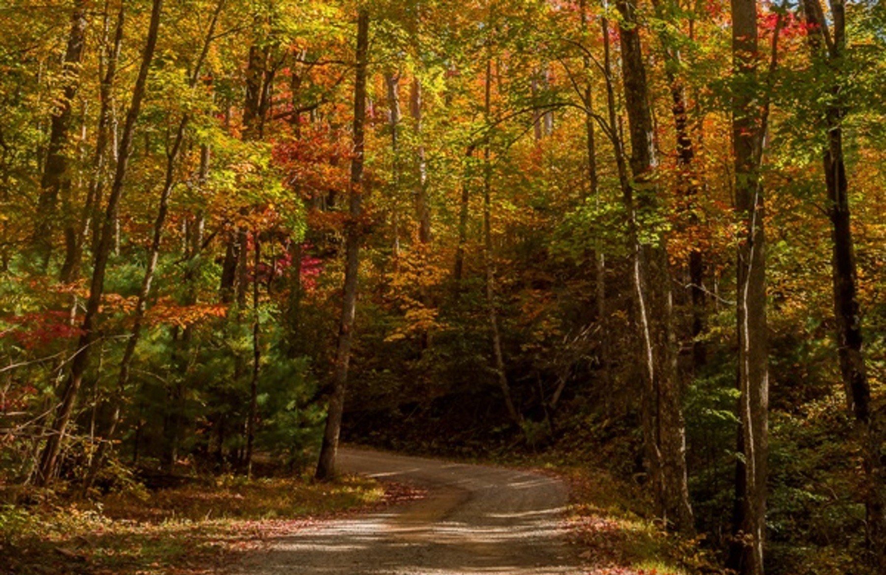 Great Smoky Mountains fall foliage